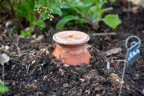 Pot d'irrigation en argile microporeuse (Oyas ou Ollas) dans un potager. La terre cuite libère de l’eau lentement et en fonction des besoins des végétaux. Écologique pour un arrosage durable du jardin