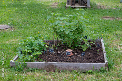 Pot d'irrigation en argile microporeuse (Oyas ou Ollas) dans un potager. La terre cuite libère de l’eau lentement et en fonction des besoins des végétaux. Écologique pour un arrosage durable du jardin