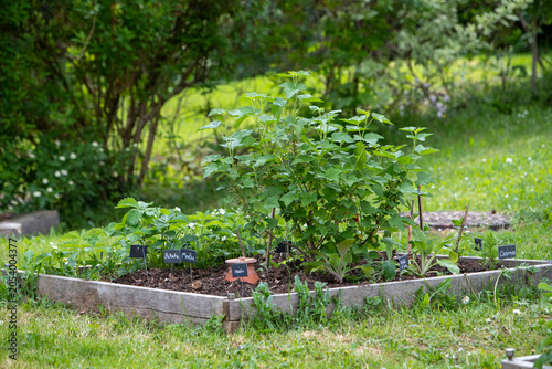 Pot d'irrigation en argile microporeuse (Oyas ou Ollas) dans un potager. La terre cuite libère de l’eau lentement et en fonction des besoins des végétaux. Écologique pour un arrosage durable du jardin