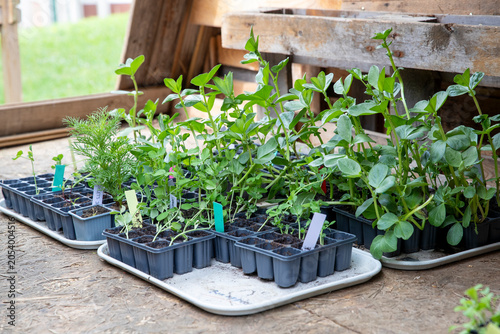 Ensemble de petits plants étiquetés prêt à être mis au potager. Mélange de légume, salade, fleurs et aromates mis à pousser sous abris. Symbolisant la croissance naturelle et le jardinage durable.