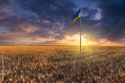 Landscape with flag of Ukraine flutters on flagpole in wheat field