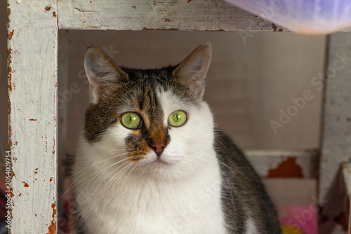 Green eyed cat. Domestic feline portrait. White tabby pet. Curious animal look. Cute kitty closeup. Whiskered companion view. Household mouser pose. Fluffy fur texture. Bright gaze detail. Adorable