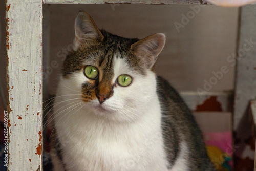 Quadro su tela Green eyed cat