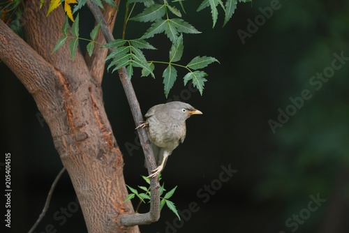 Jungle babbler 