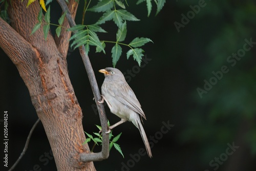 Jungle babbler 