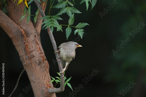 Jungle babbler 