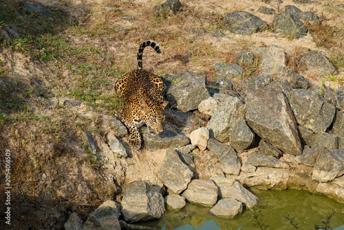 Bild auf Leinwand Leopard (Panthera pardus kotiya) auf felsigem Safari-Boden, an Wasserstelle in S