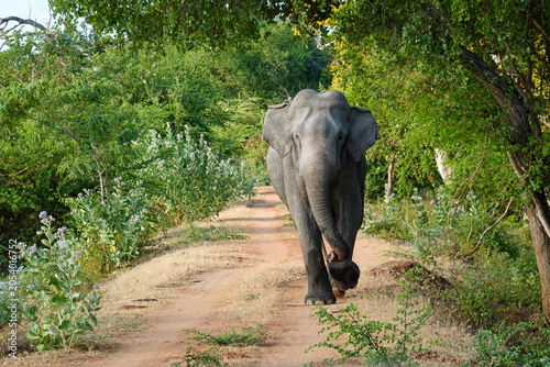 Fényképezés Elefant (Elephas maximus maximus) läuft durch Dschungel in Sri Lanka