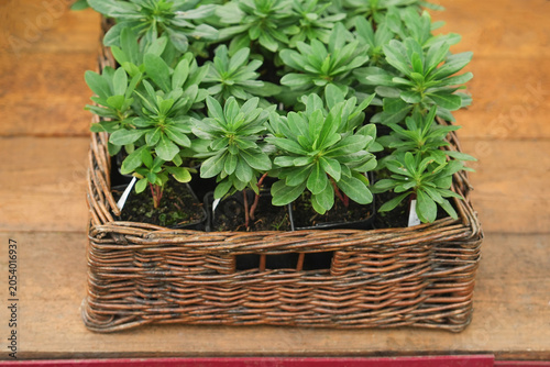 Basket of evergreen euphorbia plants ready for planting