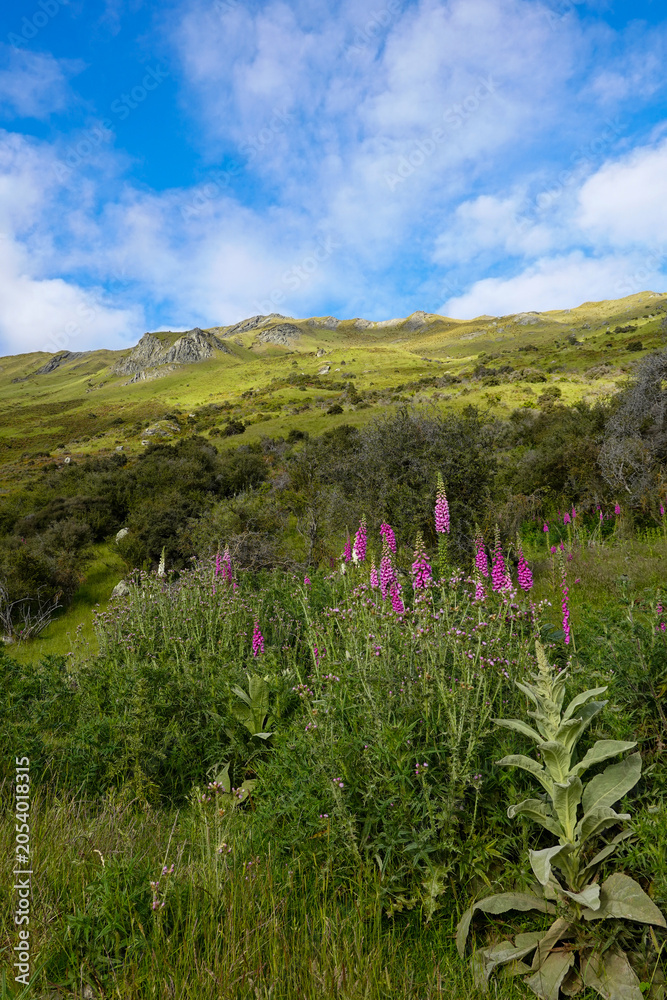 Obraz premium Wilde rosa Blumen blühen an einem saftig grünen Berghang im Sommer – Schöne Bergwiese mit bunten Pflanzen in Neuseeland