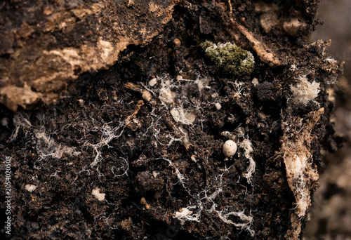Quadro su tela Macro of dark, damp soil showing white fungal mycelium threads, small wood fragm