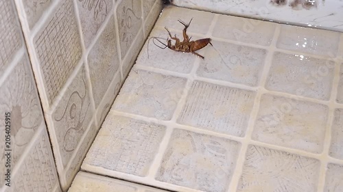 Video of a live cockroach upside down on a bathroom floor