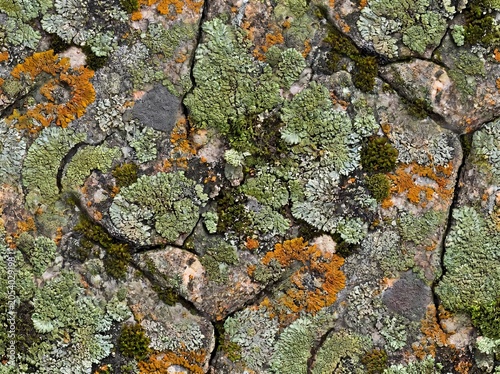 Seamless Pattern of Lichen Growth on Rocks, A Detailed Close-up of Nature's Textured Tapestry