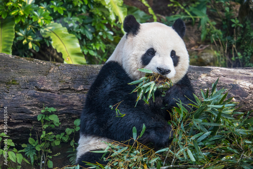 Obraz premium Giant panda bear eating green bamboo leaves