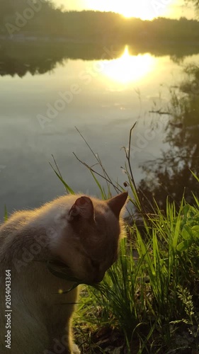 Kitties are admiring the sunset on the shore of the lake on a hot summer day