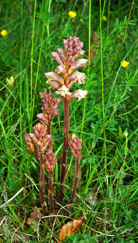 Gelbe Broomrape, Orobanche lutea, Gelbe Sommerwurz ;