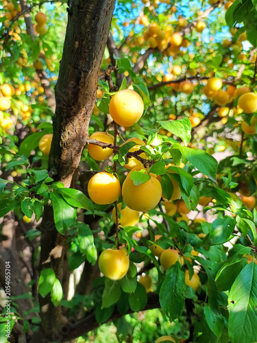 Abundant Harvest of Yellow Plums on a Tree