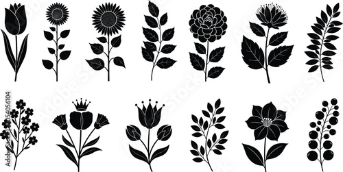 Fotografie Black and white botanical leaf and flower isolated on white leaves