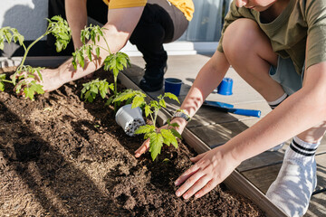 Father and child planting a tomato seedling in the backyard garden