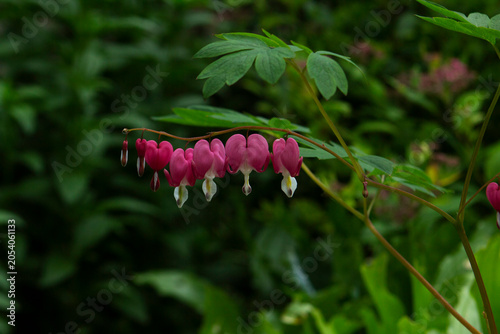 Bleeding Heart Flowers Blooming in Garden with Green Foliage Background