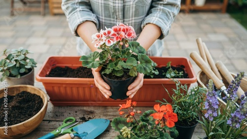 Bild auf Leinwand Person transplanting a geranium plant into a garden pot
