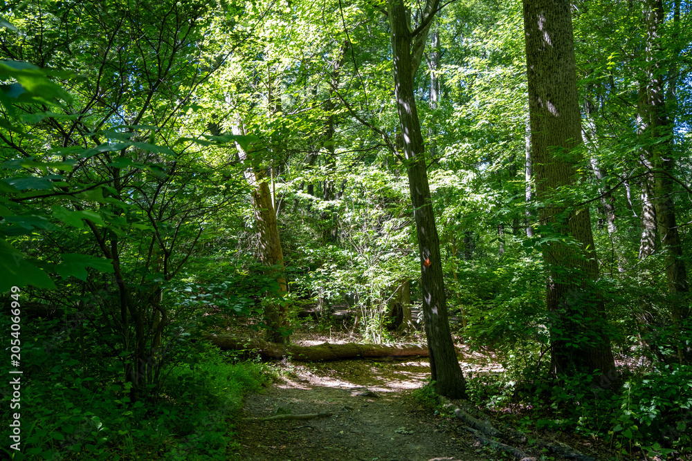 Obraz premium footpath in the forest
