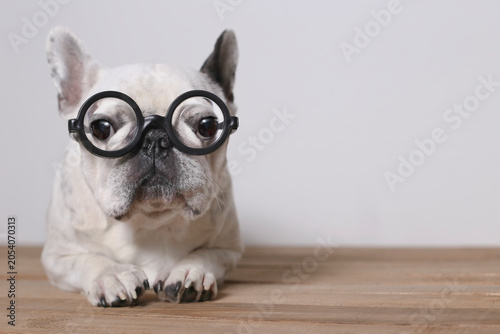 Portrait of French Bulldog wearing glasses