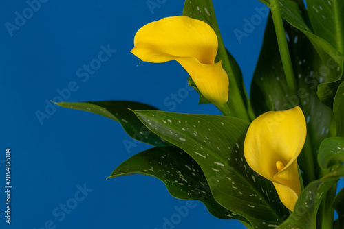 Elegant Yellow Calla Lilies Against a Deep Blue Background