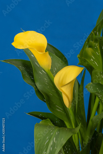 African Yellow Calla Lily (Zantedeschia) on Blue Background