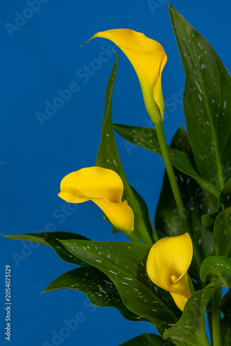 Yellow Calla Lily (Zantedeschia) Flowers on Vibrant Blue Background