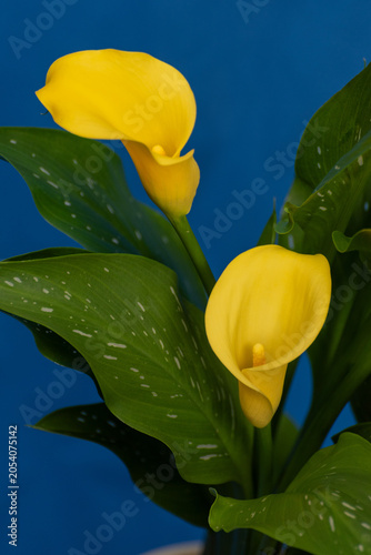 Beautiful Yellow Zantedeschia Aethiopica Flowers Against Blue Background