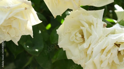 4K White Roses Blooming in Garden. Ultra HD 4K video of beautiful white roses blooming among lush green leaves in a garden setting.