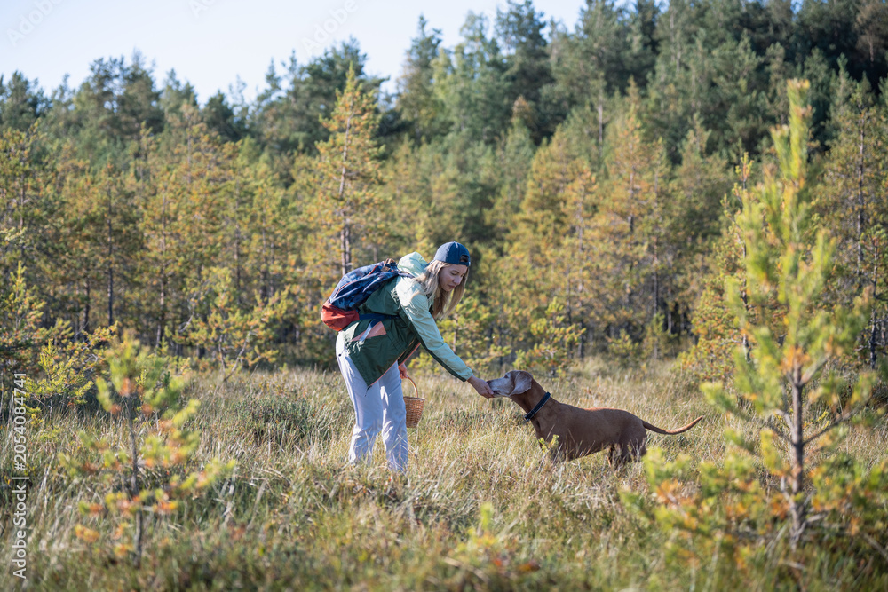 Fototapeta premium Woman pet owner on weekend leisure walk accompanied by active Vizsla dog in wild forest wetland, relaxed female backpacker picking fresh cranberries at wild bog and feeding beloved pet from hand