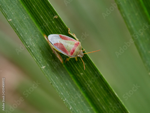 Obraz na plátně Piezodorus lituratus Gorse Shieldbug