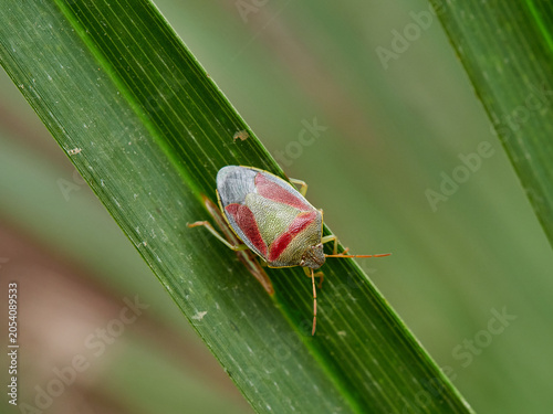 Foto Piezodorus lituratus Gorse Shieldbug