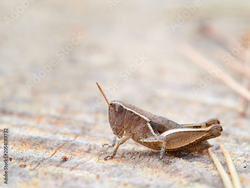 Macro details of a grasshopper. Common Maquis Grasshopper (Pezotettix giornae)