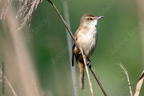 Cannareccione (  Acrocephalus arundinaceus )