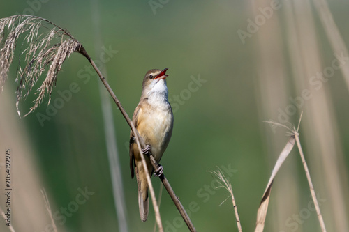 Cannareccione (  Acrocephalus arundinaceus )