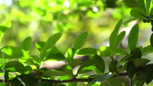 4K Sunlit Green Leaves Swaying in Breeze. Nature Background Video. Ultra HD 4K video of fresh green leaves illuminated by warm sunlight
