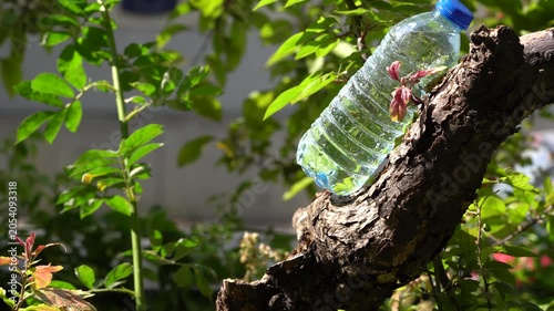 Ultra HD 4K video featuring a discarded plastic water bottle resting on a tree branch in a natural green environment