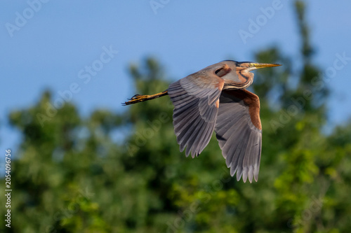 Schilderij op canvas Airone rosso ( Ardea purpurea )