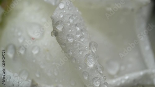 4K White Rose Petals with Water Droplets – Luxury Floral Macro Video. Ultra HD 4K macro video of elegant white rose petals covered with sparkling water droplets.