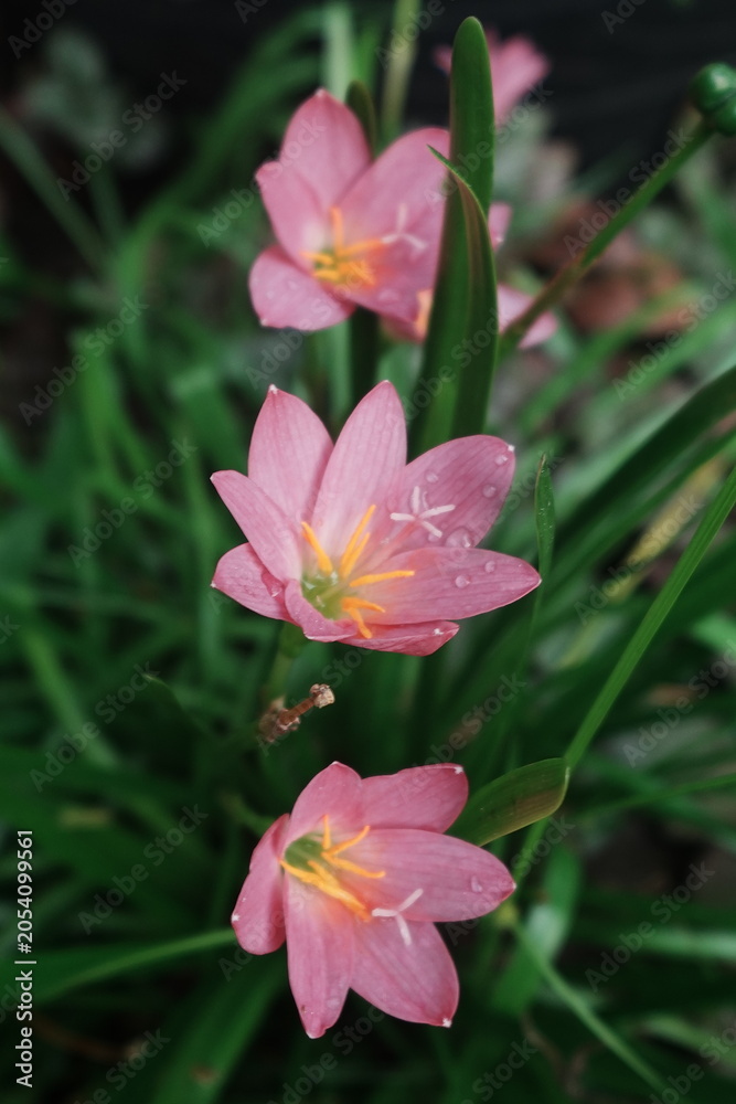 Fototapeta premium Beautiful pink rain lily flowers blooming beautifully