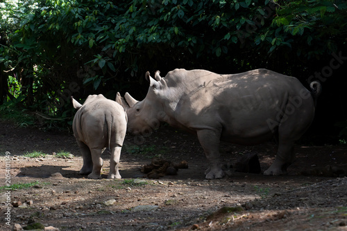Картината върху платно A white rhinoceros is with his calf in the forest