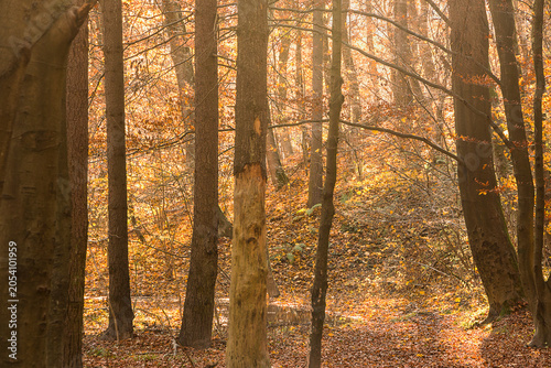 Autumn forest on a sunny afternoon. Forest with yellow fallen leaves
