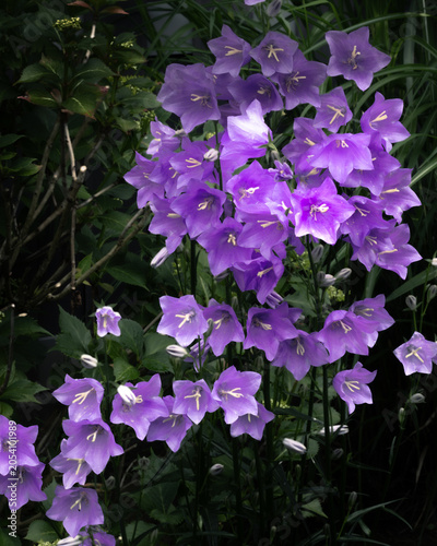 Fotografie Glockenblumen Garten