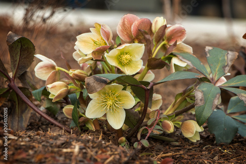 A close-up of a yellow frost flower in a flowerbed. Flower Helleborus