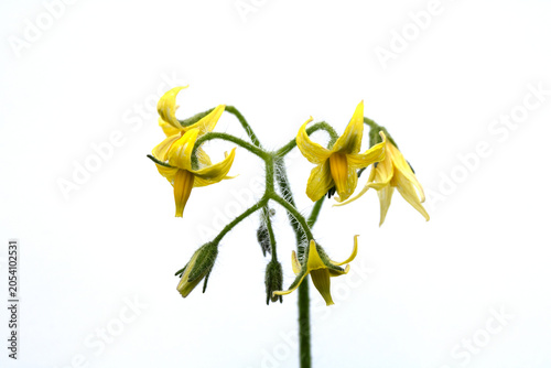 Canvas Print Close up of tomato flower blossom yellow petals