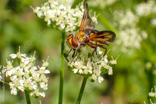 Bild auf Leinwand Macro close-up of a hoverfly feeding on delicate white wildflowers