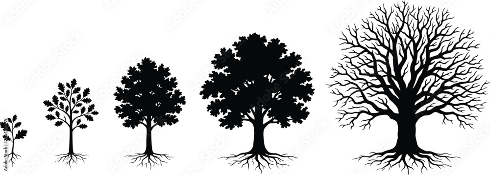 Obraz premium Tree growth silhouette sequence showing sapling to mature stages for environmental and educational design projects
